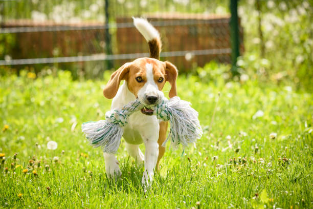 istock Beagle dog fun in a garden during summer 953193328