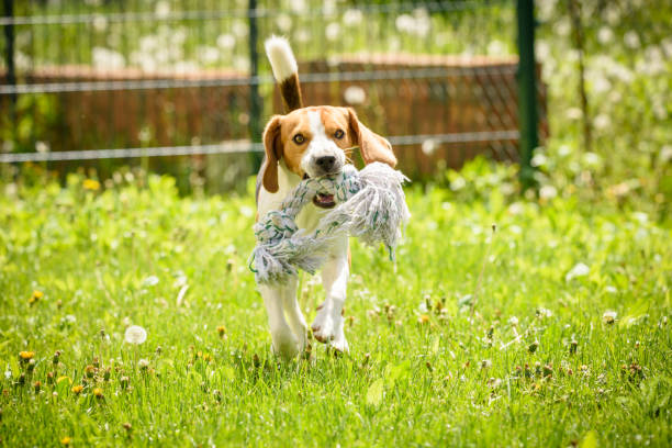 istock Beagle dog fun in a garden during summer 953193334