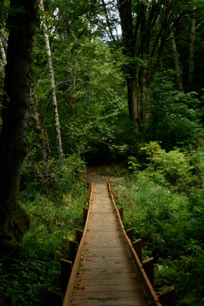 istock Pacific Northwest forest boardwalk hiking trail 953193336