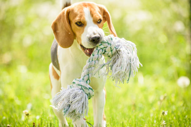 istock Beagle dog fun in a garden during summer 953193428
