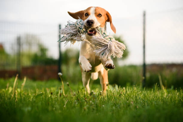 istock Beagle dog fun in a garden during summer 953193544