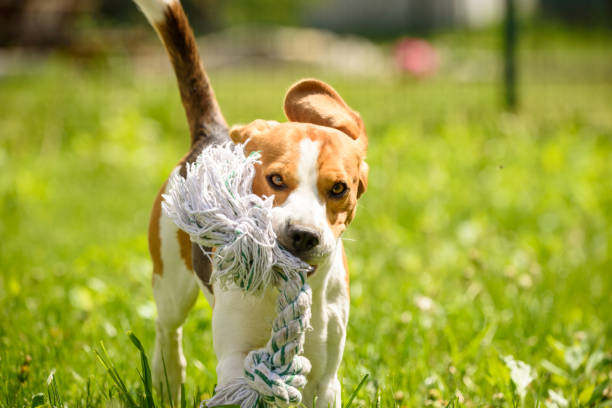 istock Beagle dog fun in a garden during summer 953193652