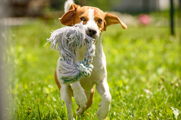 istock Beagle dog fun in a garden during summer 953193670