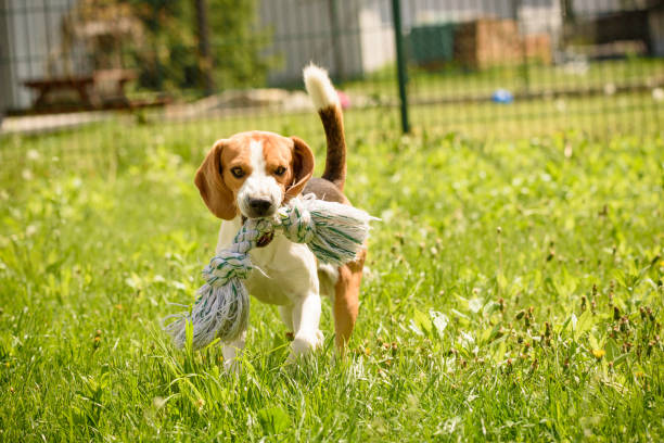 istock Beagle dog fun in a garden during summer 953194328