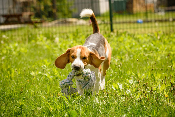 istock Beagle dog fun in a garden during summer 953194484