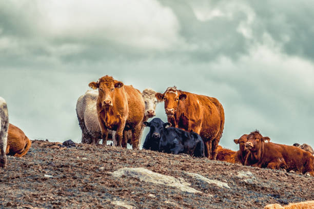 bovins ・ シュル ・ ラ コリーヌ - cattle cow hill quebec ストックフォトと画像