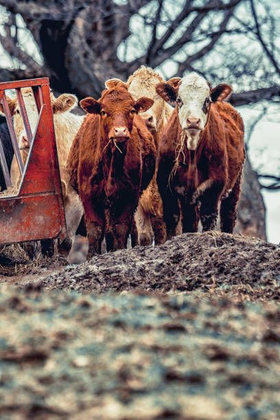 bovins ・ シュル ・ ラ コリーヌ - cattle cow hill quebec ストックフォトと画像