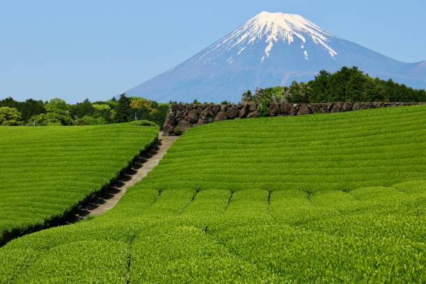 istock Mount Fuji and tea plantations 953196520