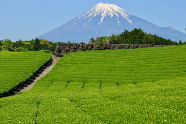 istock Mount Fuji and tea plantations 953196522