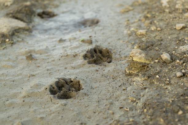 istock Dog's footprint in the mud. 953196560