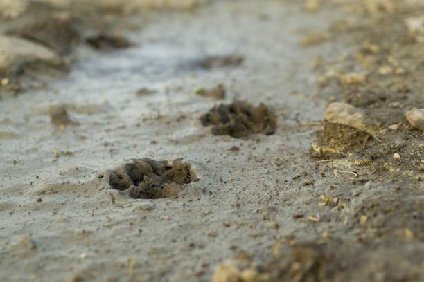 istock Dog's footprint in the mud. 953196580