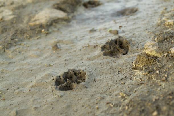 Dog's footprint in the mud.