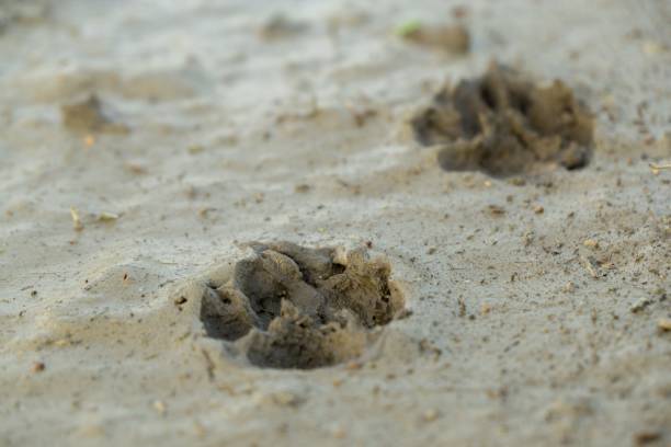 istock Dog's footprint in the mud. 953196638