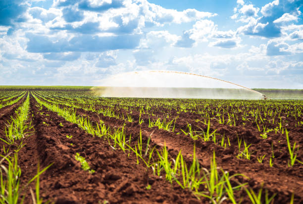 istock Sugar cane sunset plantation beautiful irrigation 953197504