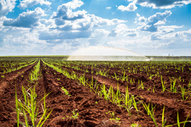 istock Sugar cane sunset plantation beautiful irrigation 953197600