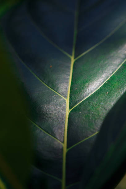 istock Beautiful green plant 953202292