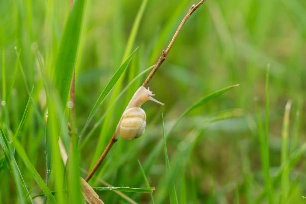 ślimak na liściu. - frog water isolated drop zdjęcia i obrazy z banku zdjęć