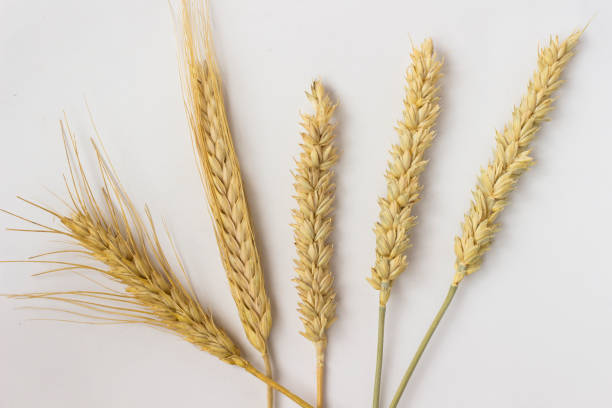 istock Springs of wheat on a white background. Close up. Top view 953205840