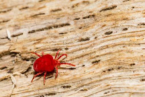 A close up of a Red Velvet Mite foraging on a log during spring.
