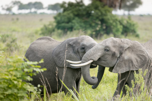 istock Elephants touching each other gently (greeting) - National Park Mikumi 953209884
