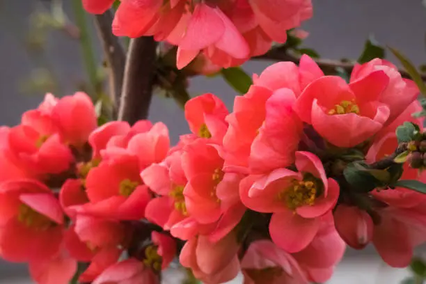 Photo of Japanese quince red flowers blooming in spring.