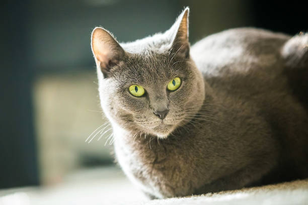 istock Beautiful russian blue cat close up 953210160