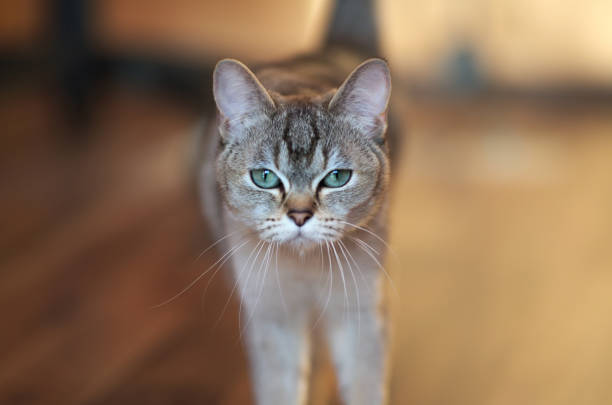 Burmilla golden cat amazing portrait Burmilla golden cat amazing portrait, smaragd eyes in synch stock pictures, royalty-free photos & images