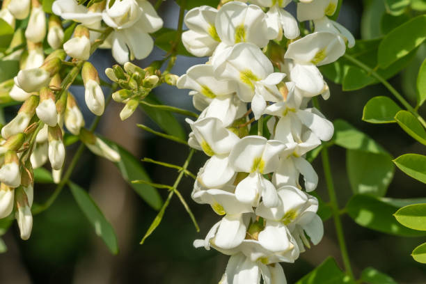 istock Flower of black locust (Robinia pseudoacacia). Closeup, macro. 953221962