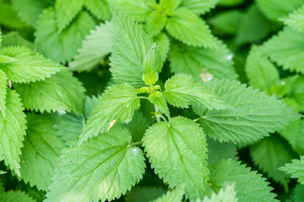 istock Urtica dioica, often called common nettle, stinging nettle or nettle leaf. Closeup, macro. Selective focus. 953223034