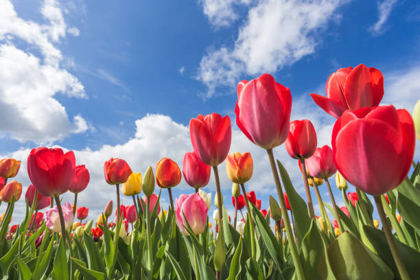 istock Yersekendam, Zeeland province, Netherlands. 953230648