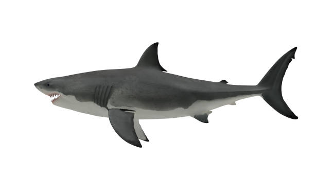 Great white shark side view on white Great white shark side view on white great white shark stock pictures, royalty-free photos & images
