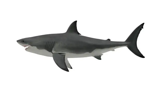 Photo of Great white shark side view on white