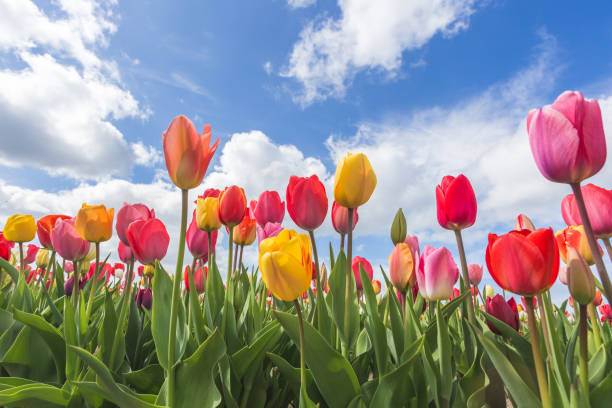 istock Yersekendam, Zeeland province, Netherlands. 953231300