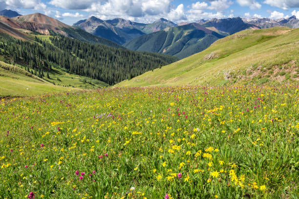istock Mountain Basin With Wildflowers 953231598