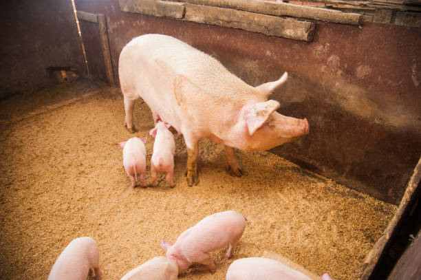 istock Domestic pigs on a farm 953232384