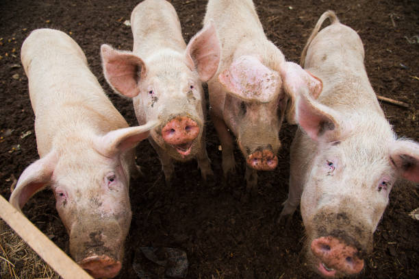 istock Domestic pigs on a farm 953232612