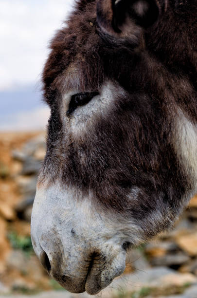 istock Boulaouane, the Kasbah 953236028