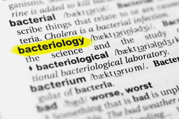 istock Highlighted English word 