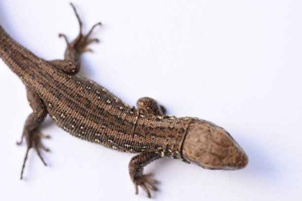 istock Lizard, predator, hunting, reptiles, salamander, leather goods, hunting, problem skin, changing appearance, growing parts of the body, medicine, isolate, white background, text space 953240502