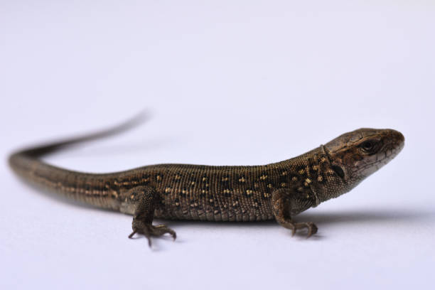 istock Lizard, predator, hunting, reptiles, salamander, leather goods, hunting, problem skin, changing appearance, growing parts of the body, medicine, isolate, white background, text space 953243386