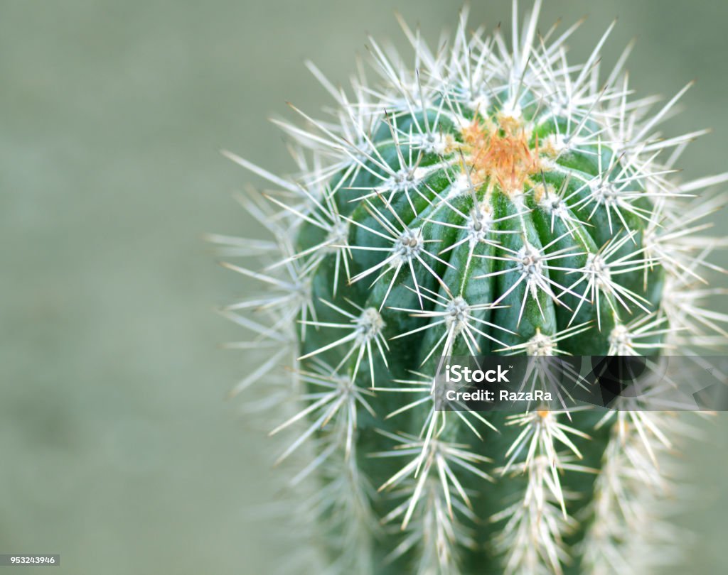 Cactus Plant Beauty In Nature Stock Photo