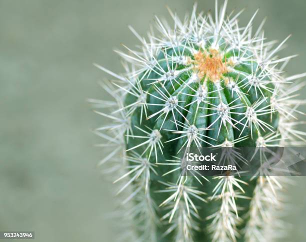 Cactus Plant Stock Photo - Download Image Now - Beauty In Nature, Botany, Bunch