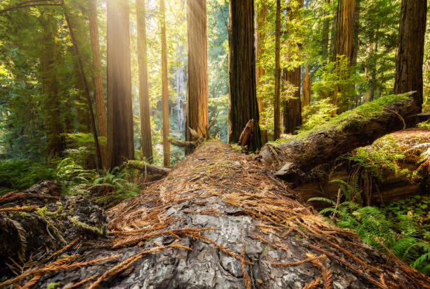 Fallen Redwood Tree in Northern California Forest Fallen Redwood Tree in Northern California Forest, Color Image sequoia sempervirens stock pictures, royalty-free photos & images