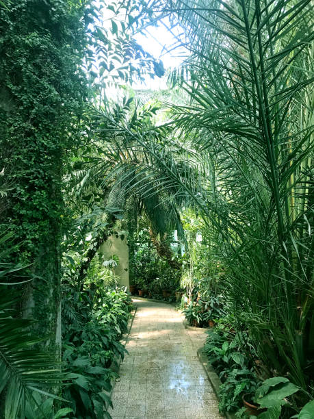 istock Greenhouse Tropical Garden 953244232