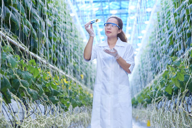 istock Female Scientist in Glasshouse 953244342