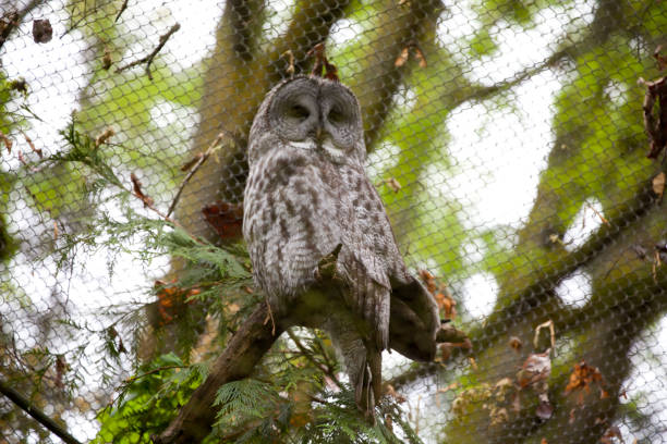 Animals at the Zoo Wildlife and farm animals at the zoo woodland park zoo stock pictures, royalty-free photos & images