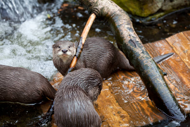 Animals at the Zoo Wildlife and farm animals at the zoo woodland park zoo stock pictures, royalty-free photos & images