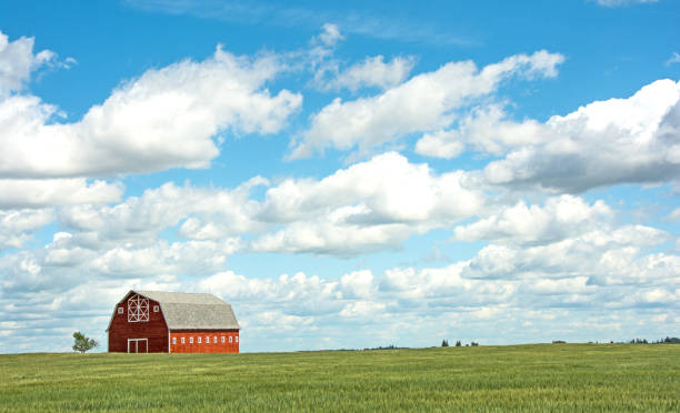 istock Large red barn in summer wheat field 953249086