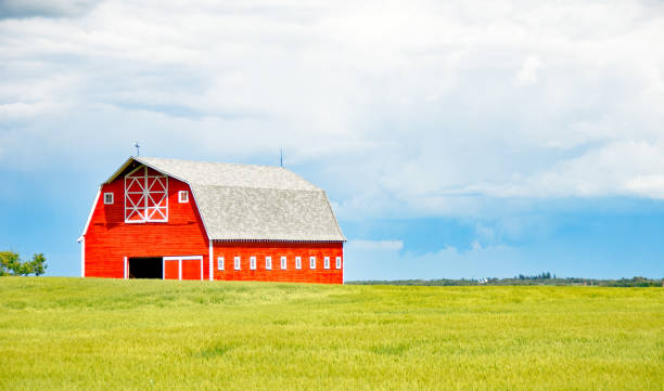 istock Large red barn in summer canola field 953249106