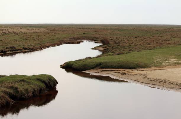 istock Grassland behind the dunes 953251562